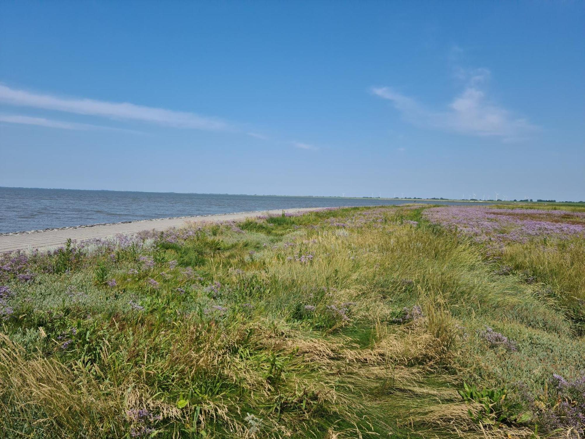 Haus Pudelwohl - Hundefreundliches Ferienhaus An Der Nordseekueste Sehestedt  Екстериор снимка